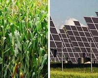 New discoveries about photosynthesis may lead to solar cells of the future