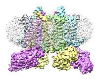 Experts unlock key to photosynthesis, a find that could help us meet food security demands