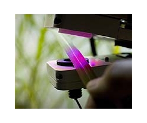 Quantum Entanglement In Photosynthesis And Evolution