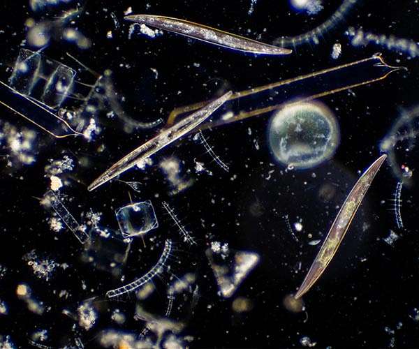 Metabolic hack makes ocean algae more resilient to 21st century climate change