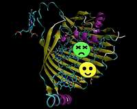 Quantum effects observed in photosynthesis