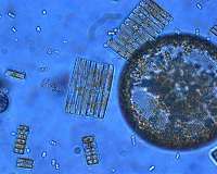 Britain's plankton population has changed dramatically over the last 60 years
