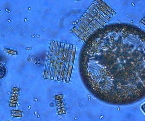 Mineral particles and their role in oxygenating the Earth's atmosphere