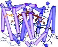 Scientists Offer New View Of Photosynthesis