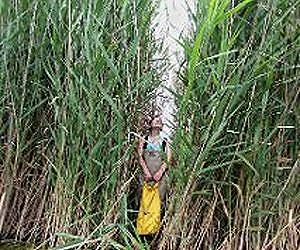 Scientists Use Satellite Data to Map Invasive Species in Great Lakes Wetlands