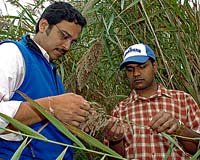 UD Plant Biologists Uncover Top Wetland Invader's Hidden Weapon