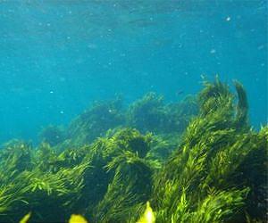 Bald reef gets new growth with seaweed transplant