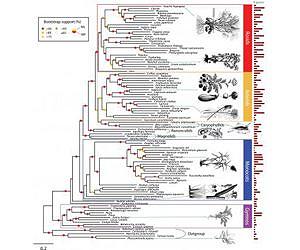 Genome tree of life is largest yet for seed plants