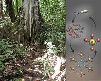 Researchers reveal how microbes cope in phosphorus-deficient tropical soil