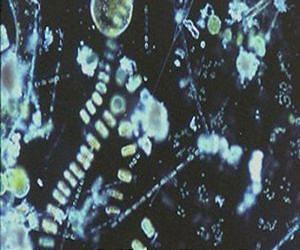 Stirred Not Mixed: How Seawater Turbulence Affects Marine Food Webs