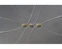 The oceans are full of barriers for small organisms