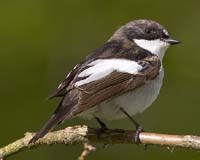 Dutch Study Sheds Light On Climate Changes Threat To Birds
