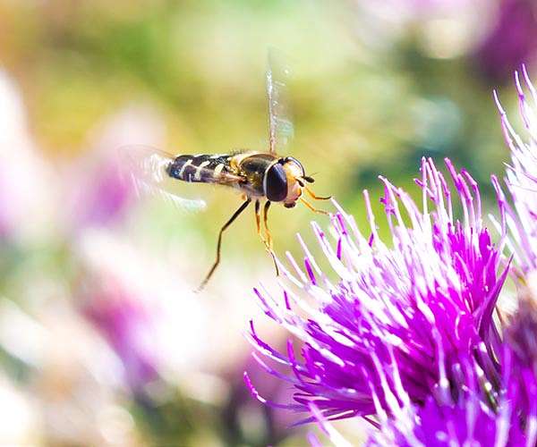 Hoverflies navigate using sun and body clock