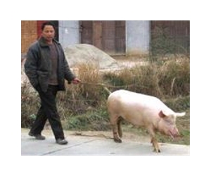 Pigs in southern China infected with avian flu
