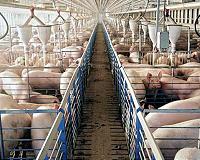 Cleaning Okinawan pig farm wastewater with microbial fuel cells