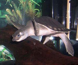 Indonesia seizes nearly 700 endangered turtles