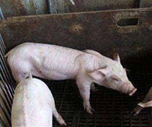 Pig wasting syndrome costing farmers millions