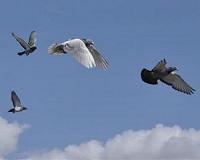 Pigeon patrol deployed to measure London air pollution