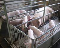 Why Domestic Animals Changed Coat