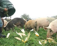 U.N. agencies probing pig Ebola outbreak
