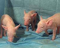 New Swine Clone Offers Path To Xeno Transplants