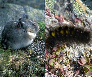 Discovered: A mammal and bug food co-op in the High Arctic