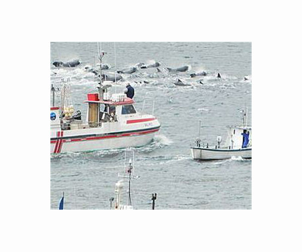 Faroe Islands to re-evaluate dolphin-hunting after outcry