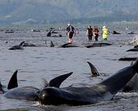 High levels of mercury, plastic toxins found in stranded whales, dolphins