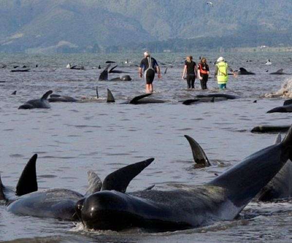 230 pilot whales stranded in Australia, 'about half' feared dead