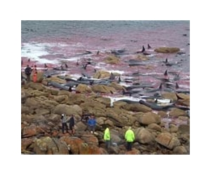 Almost 60 whales feared dead in New Zealand mass beaching