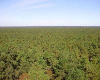 Study: Fire suppression has killed Wisconsin's pine barrens