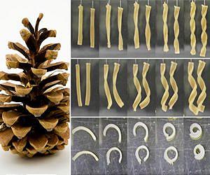 New material gets itself into shape