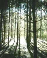 Pine Plantations May Be One Culprit In Increasing Carbon Dioxide Levels