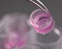 Biomaterials smarten up with CRISPR