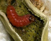 Evolutionary tools improve prospects for sustainable development
