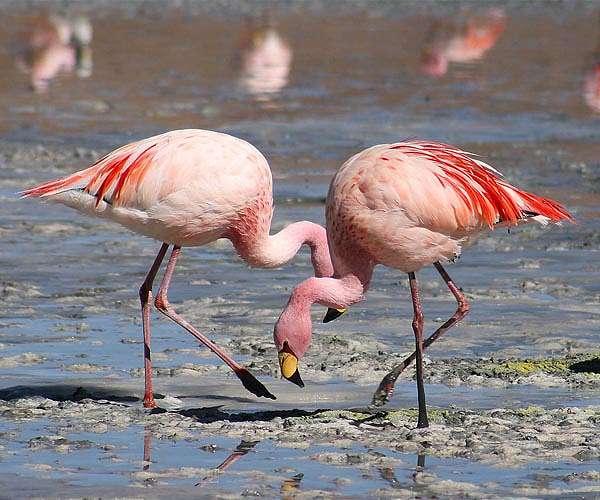 In Tunis, flamingos wade past waste in key Africa wetlands