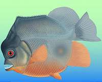 150-million-year old, piranha-like specimen is earliest known flesh-eating fish