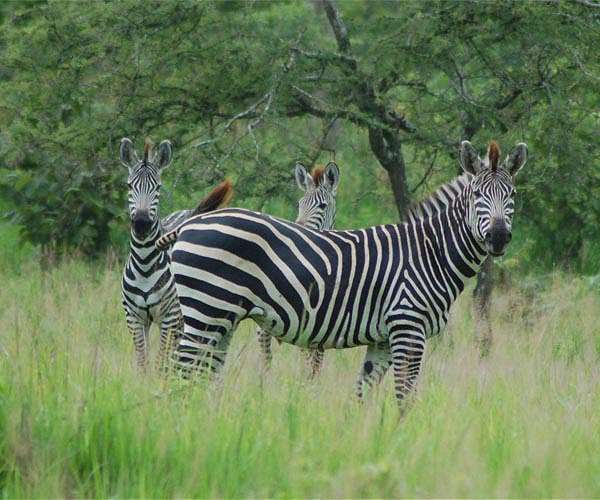 Tanzania accuses Kenyan Maasai of backing opponents to wildlife protection area
