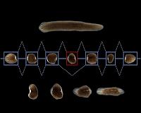 Stem cells of worms and humans more similar than expected
