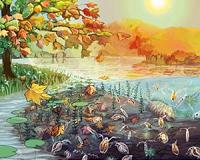 Climate-warmed leaves change lake ecosystems