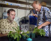Study Finds Antioxidant Protects Metal-Eating Plants