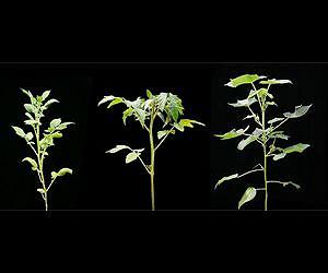 Secret of plant geometry revealed
