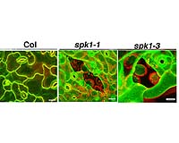 Newly Defined Signaling Pathway Could Mean Better Biofuel Sources