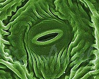 Stanford Researchers Investigate How Plants Adapt To Climate