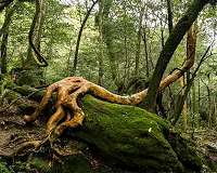 New study makes 52 million tree stories more accessible to science