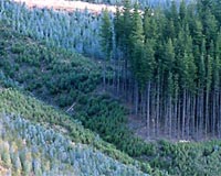 Turning Over A New Leaf For Future Energy Supplies