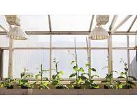 Scientists engineer shortcut for photosynthetic glitch, boost crop growth by 40 percent