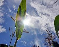 Switching on a dime: How plants function in shade and light