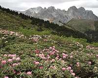 Breakthrough study shows how plants sense the world