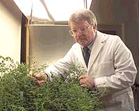 Nasa To Test Microwave Effects On Plant Growth